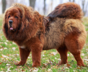 tibetan mastiff for sale