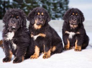 Tibetan Mastiff