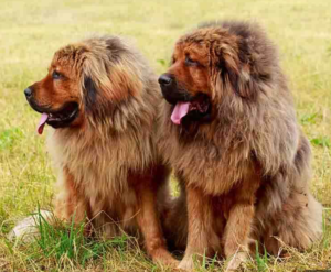 tibetan mastiff for sale