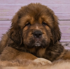 tibetan mastiff for sale