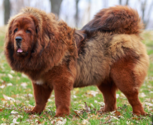 Tibetan Mastiff