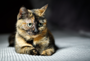 Tortoiseshell cats