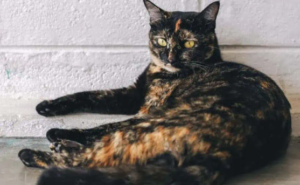 dilute tortoiseshell cat