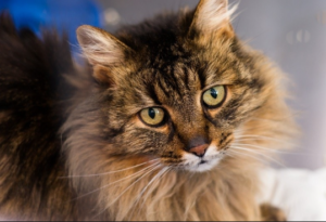 tortoiseshell calico cat