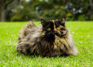 dilute tortoiseshell cat