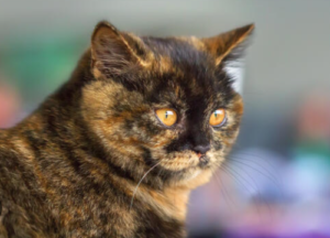 dilute tortoiseshell cat