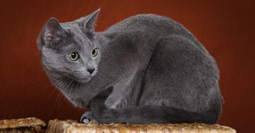 Russian Blue Cat & price