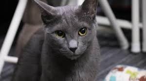 Russian Blue Cat & price