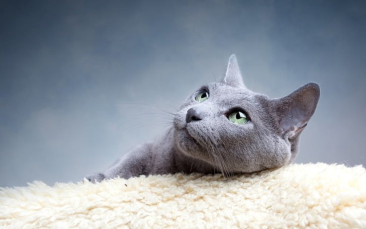 russian blue cat